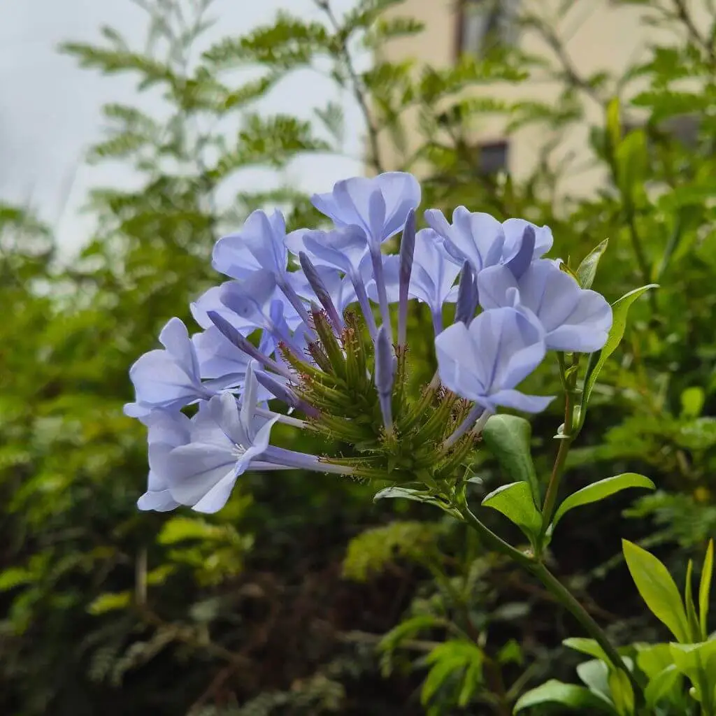foto de jazmín azul