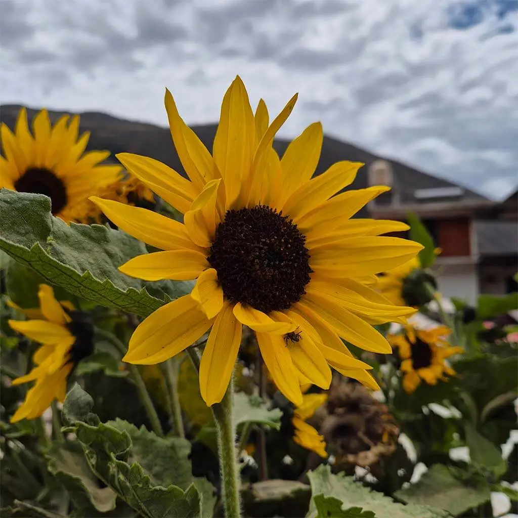 foto de girasoles