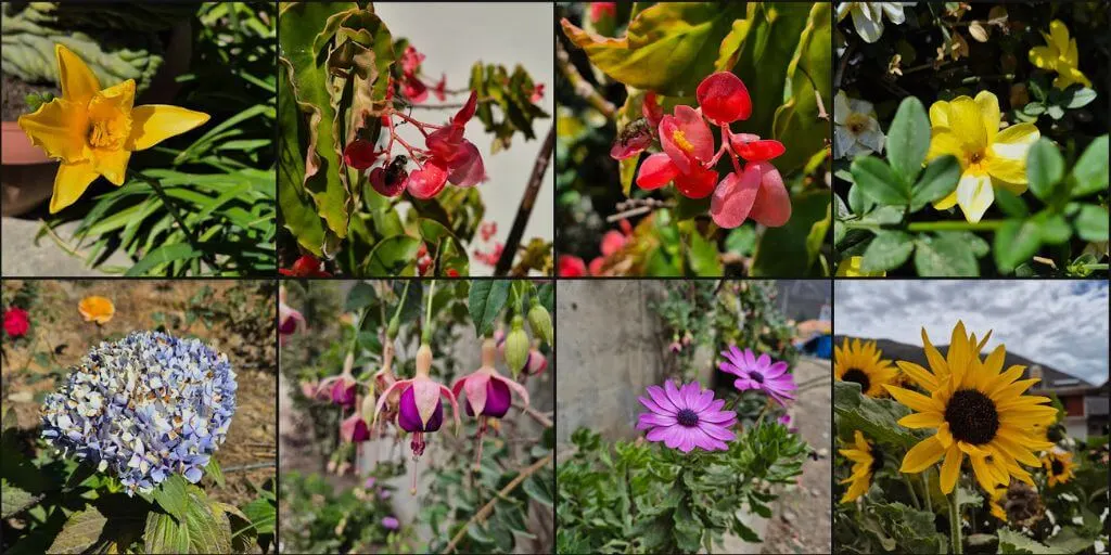 fotos de flores hermosas de Joaquin Alvarez para Retama y Canela